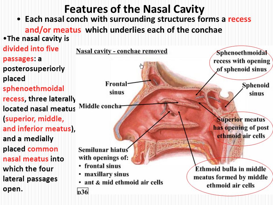 investing nasal papillomas symptoms
